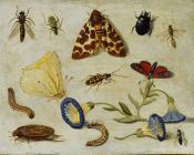 Insects - 简·凡·凯塞尔